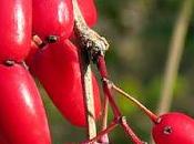 Berbéris commun, Épine-vinette (Berberis vulgaris)