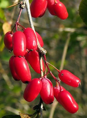 Berbéris commun, Épine-vinette (Berberis vulgaris)