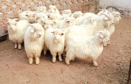 Chèvres Cachemire