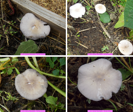 Chou aux champignons Pied Bleu de mon jardin (Vegan)
