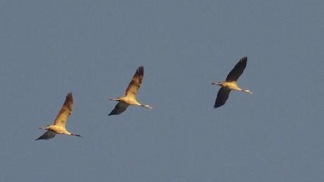 Et les gens pointèrent le nez en l’air …