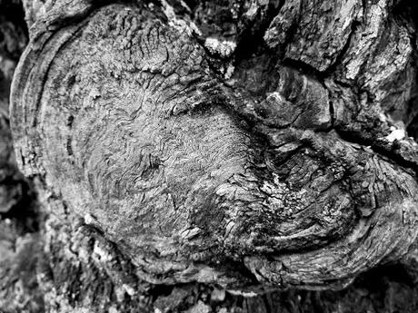 Trempé de nuit Trempé de nuit