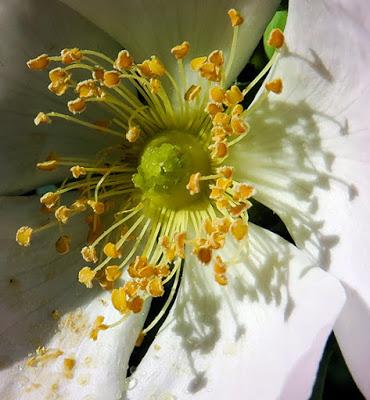 Églantier (Rosa canina)