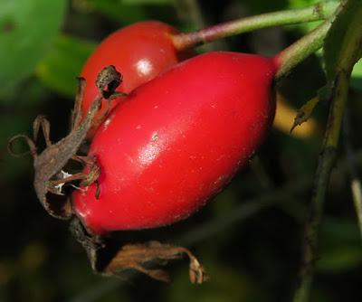 Églantier (Rosa canina)