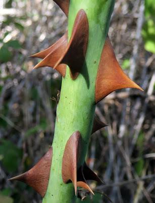 Églantier (Rosa canina)