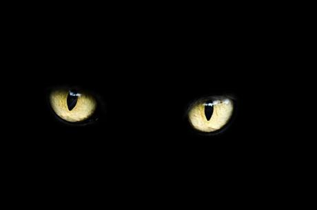 Yeux, Cat, Halloween, Black, Chance, Mauvaise, Sombre