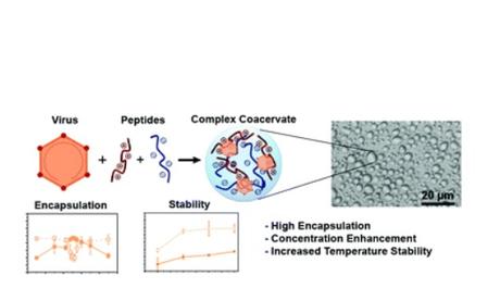 Ces protéines synthétiques qui ont des charges positives ou négatives, chargés et mis en solution, se collent ensemble et forment une phase liquide séparée, un processus appelé coacervation complexe. 