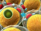 OBÉSITÉ COVID-19 adipocytes réservoirs virus