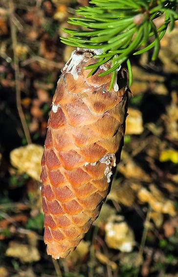 Il en reste encore quelques-uns…