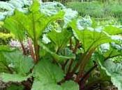 plante comestible: rhubarbe