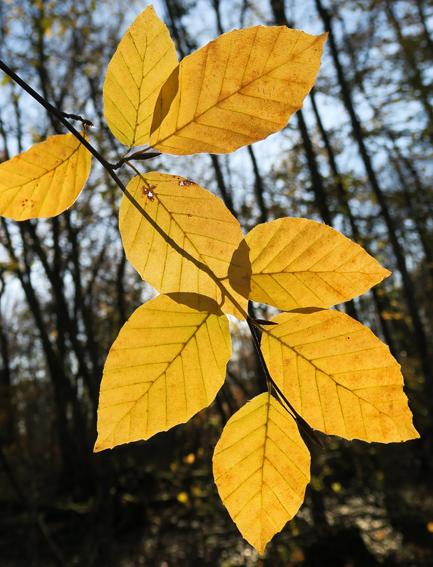 Transparences d’automne