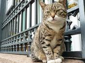 [lol cat?] chats l'Ermitage font conservation préventive