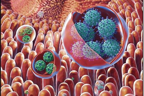Le virus déclenche la maladie en infectant un petit groupe d’entérocytes dans l'intestin qui envoie des signaux perturbant le fonctionnement des cellules voisines non infectées pour déclencher une maladie plus sévère (Visuel NIH)