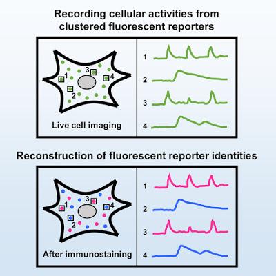 #Cell #signalisationcellulaire #rapporteursfluorescents #multiplexage Multiplexage Spatial de Rapporteurs Fluorescents pour l’Imagerie de la Dynamique des Réseaux de Signalisation #Cell #signalisationcellulaire #rapporteursfluorescents #multiplexage Multiplexage Spatial de Rapporteurs Fluorescents pour l’Imagerie de la Dynamique des Réseaux de Signalisation