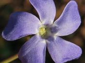 Pervenche mineure (Vinca minor)