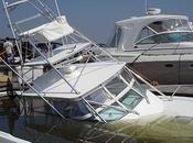 Gazelles Pourchassées