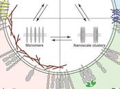 #Cell #membraneplasmique #organisation Organisation Dynamique Membrane Plasmique Complexe Symphonie