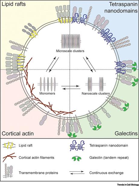 #Cell #membraneplasmique #organisation Organisation Dynamique de la Membrane Plasmique : Une Complexe Symphonie