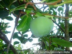 Un arbre à fruits d'hiver: le plaqueminier (Kaki)