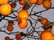 arbre fruits d'hiver: plaqueminier (Kaki)