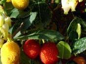 arbre fruitier: arbousier.