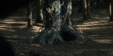 Sortie Blu-ray, DVD & VOD – The Wretched : ma sorcière mal aimée