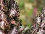 Amarante réfléchie (Amaranthus retroflexus)