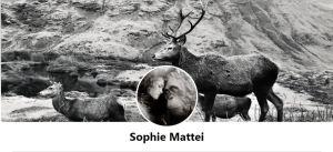 une artiste et  Le monde animal :  Sophie Mattei – de belles découvertes.