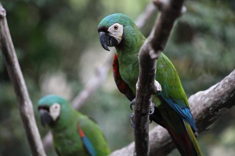 Où aller en Amazonie : Colombie, Pérou, Equateur, Guyane ?