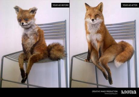 2017 agence Looma fox