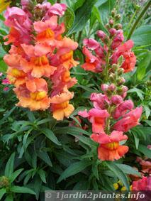 Une fleur pour rocaille: le muflier