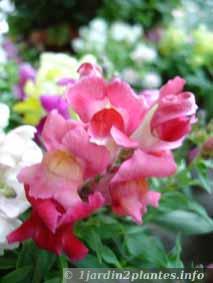 Une fleur pour rocaille: le muflier