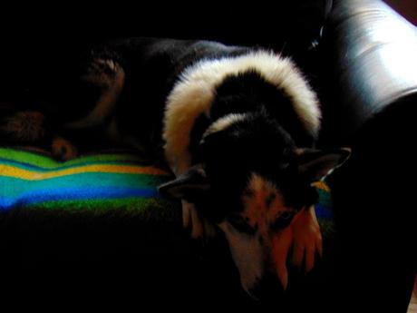 Champvallon végétal dans une courge