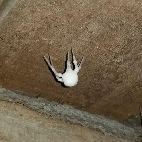 Les pholques et autres araignées des caves peuvent y trouver un refuge opportun mais elles y sont aussi menacées par un terrible champignon parasite Engyodontium aranearum qui les font ressembler à des guimauves sur pattes. Via. Une vidéo sur le sujet.