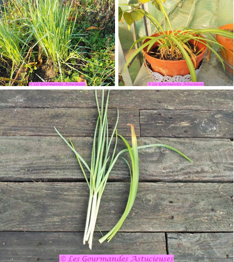 Frites de radis noirs et leur condiment (Vegan) Frites de radis noirs et leur condiment (Vegan)