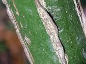 Fusain d'Europe (Euonymus europaeus)