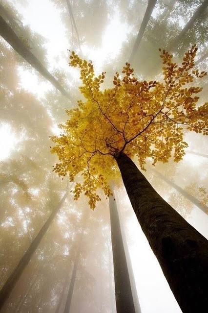 Grandir avec les arbres