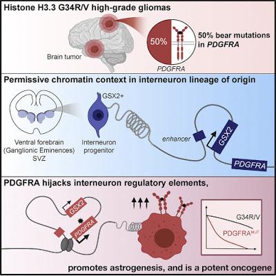 #Cell #interneurone #gliome #histones Un Progéniteur d’Interneurones Histone H3.3G34-Mutant Coopte PDGFRA pour la Genèse des Gliomes
