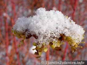 Une plante d'ornement: le cornouiller.