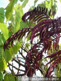 L'albizia ou arbre de soie est un arbre fleuri