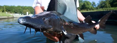 esturgeon-baerii esturgeon-baerii