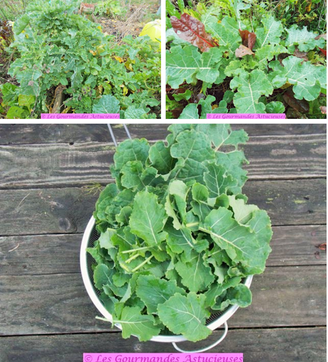 Chou braisé à la bière, mais pas que... (Vegan)