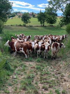 Condescendance Royal... (tous des cons ces ploucs des campagne)