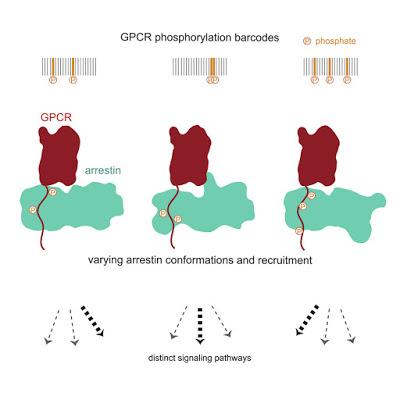 #Cell #signalisation #phosphorylation #GPCR Type de phosphorylation du GPCR* et orchestration de la signalisation sous médiation de l’arrestine