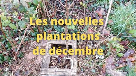 Les nouvelles plantations en décembre (vidéo)