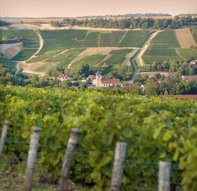 vignoble Drappier (1)