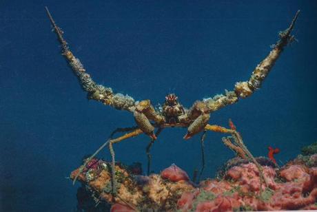 Planète méditerranée Planète méditerranée