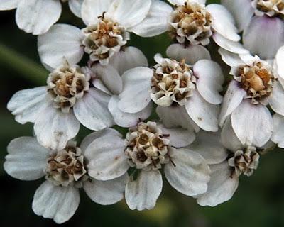 Achillée millefeuille (Achillea millefolium) Achillée millefeuille (Achillea millefolium)