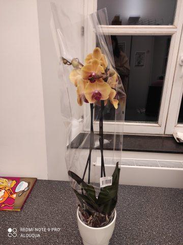 #VisMaVieDeBibliothécaire #26/#27/#28