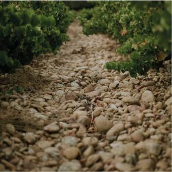 Domaine Saint-Patrice Domaine Saint-Patrice